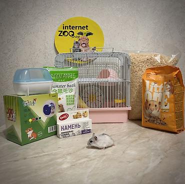 Хомяки: Продаются хомячки ручные. В нашем питомнике вы можете приобрести — 30
