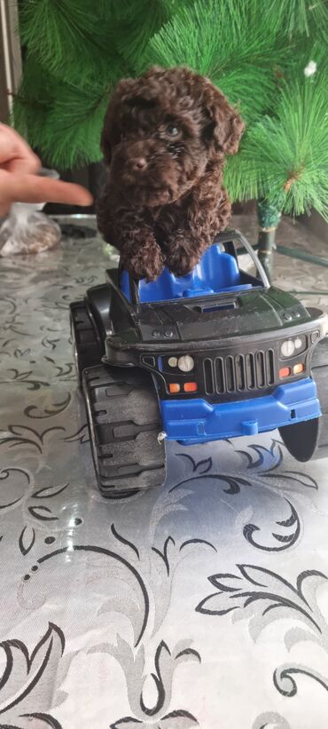 İtlər: Pudel, 2 ay, Dişi — 6