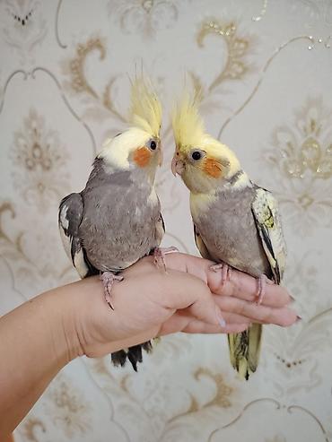 qus qefes: Korela balalari satilir ele öyrəşdirilmiş balalardi 2 ayliqdilar — 2