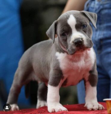 Psi: Odgajivacnica King of Montenegro predstavlja novo leglo i jedinstvenu na lalafo.rs — 14 Psi: Odgajivacnica King of Montenegro predstavlja novo leglo i jedinstvenu — 14