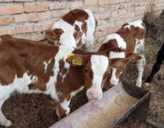 продаю ишака: Продаю | Музоо, торпок, Корова (самка), Бык (самец) | Аулиекольская, Ангус, Герефорд | На забой, Для разведения, На откорм | Племенные