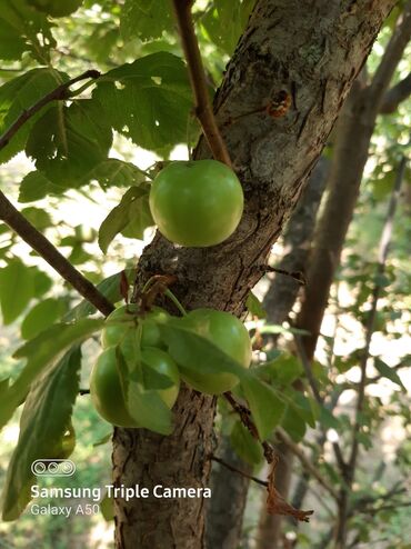 Torpaq sahələrinin satışı: 10 sot, Tikinti, Mülkiyyətçi, Kupça (Çıxarış) -da lalafo.az — 5 Torpaq sahələrinin satışı: 10 sot, Tikinti, Mülkiyyətçi, Kupça (Çıxarış) — 5