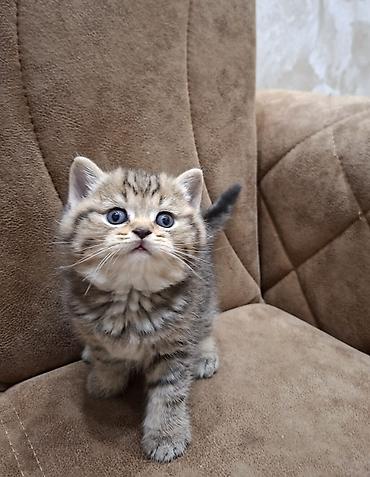 Кошки: Шотландская вислоухая — 7