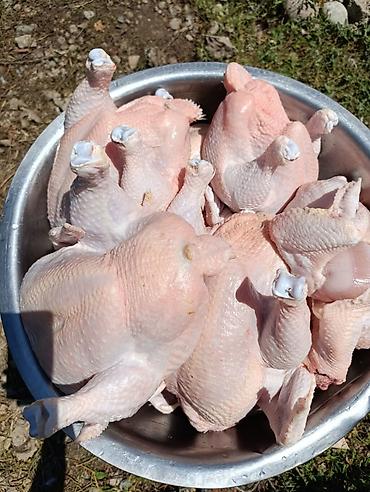 туша курицы: Здрастуйте друзя Продаю мясо курицы(бройлерный) по 300 сом за 1 кг — 4
