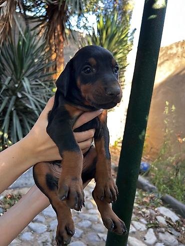 qusar heyvan satisi: Doberman, 2 ay, Erkək — 2
