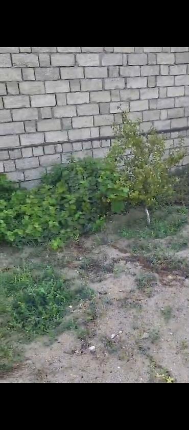 Maştağada kupçalı torpaq 1.5 sot satılır.
qiymət 19 min manat lalafo.az -da Maştağada kupçalı torpaq 1.5 sot satılır.
qiymət 19 min manat