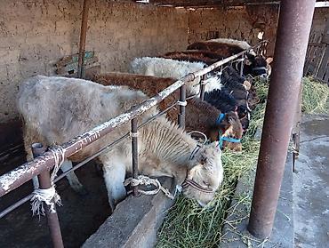 Коровы, быки: Продаю | Бык (самец) | Швицкая | На откорм — 4