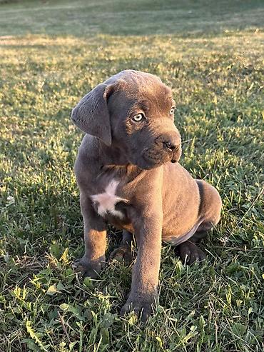 Psi: Rasa Cane Corso snažne građe) Starost: 45dana Boja dlake: nijanse — 5