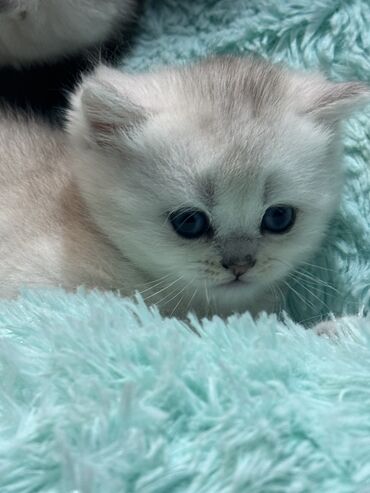Продажа кошек: Скотиш Фолд (Шотландская вислоухая), 2 месяца, Девочка at lalafo.kg — 14 Продажа кошек: Скотиш Фолд (Шотландская вислоухая), 2 месяца, Девочка — 14