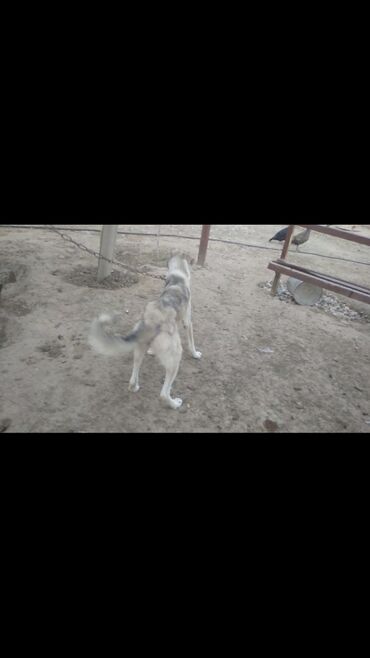 yeke itler: Kanqal, 9 ay, Dişi, Pulsuz çatdırılma