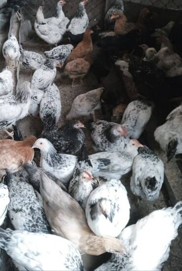 cins inekler: 1.Yüksək yumurtlama qabiliyyəti 2. Sürətli yetişmə və böyümə 3. Həm