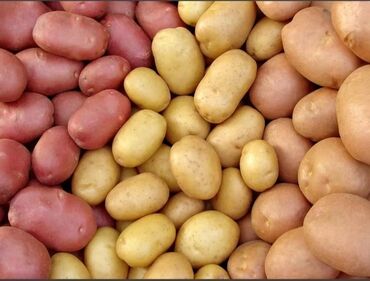 фураж картошка: Картошка Джелли, В розницу