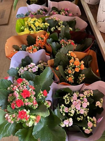 Каланхоэ: Комнатные цветы в горшках — готовые к украшению дома или офиса — 1