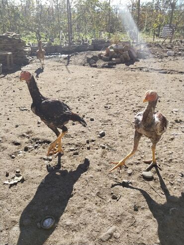 Xoruzlar: Xoruz, il: <1 — 13