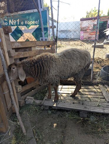 Бараны, овцы: Продаю | Овца (самка) | Арашан | Для разведения | Племенные — 15