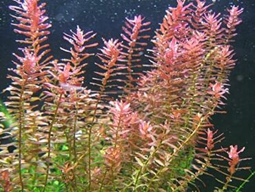 hilba bitkisi nedir v Azərbaycan | DIGƏR OTAQ BITKILƏRI: Rotala akvarium bitkisi