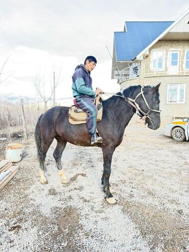 Лошади, кони: Продаю | Конь (самец) | Рабочий — 8