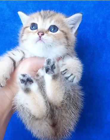 Pişiklər: Britan — 8