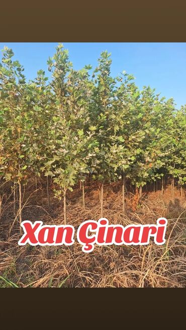 sitili: Məhsul: Xan Çinarı (Platanus) tingləri - Landşaft və küçə
