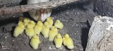 ordek nece gune bala cixardir: 5 azn Ag lala ordey 13 edet cixib 1 heftelik olub isteyen elaqe