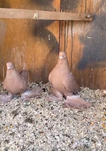 клетки для перепелки: Декоративные голуби, парные, окраса кофейно-палевого тона. Пышные — 1