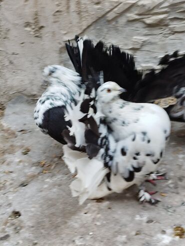 Göyərçinlər: Salam aleykum.Pavlin göyərçinləri satılır.Pavlinlərin sağlamlığına — 14