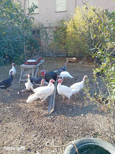 Hinduşka: Erkək, Damazlıq, Ünvandan götürmə — 8