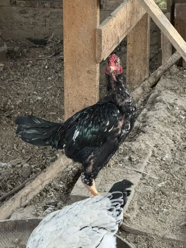 декоротивные куры: Сатам | Короздор | Тебиштирүүчү | Көбөйтүү үчүн