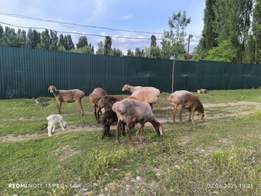 маскитная сетка ош: Продаю только оптом Вообщем Одиннадцать голов