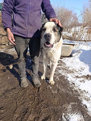 Вязка собак: Кабель возраст 4,5 года холка 94 супертяж чемпион Кыргызстана и — 2