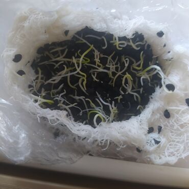 Овощи: Продаю семена лука лук луки манас высшего качество урук пияз пьяз — 6