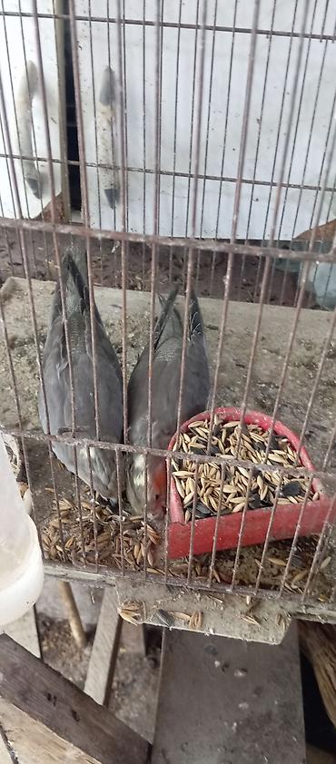 ucan sincap satilik: Satılan məhsul şəkildə görünən qəfəs quşlarıdır. Quşlar boz rəngli — 2