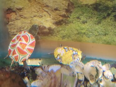 Digər heyvanlar: Qırmızı yanaq su tısbağalar. Şəkillərdə müxtəlif naxışlı, dekorativ — 12