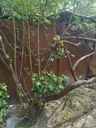 Həyət darvazaları: RT Arxasında körpüdən sağda 2 ci küçədə 2 mərtəbəli 8 otaqlı həyət evi -da lalafo.az — 30 Həyət darvazaları: RT Arxasında körpüdən sağda 2 ci küçədə 2 mərtəbəli 8 otaqlı həyət evi — 30