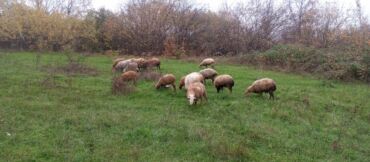 Qoyunlar, qoçlar: Dişi, Romanov, Qala, il: 1, 1 kq, Damazlıq, Südlük, Rayonlara çatdırılma, Ünvandan götürmə, Pulsuz çatdırılma — 4