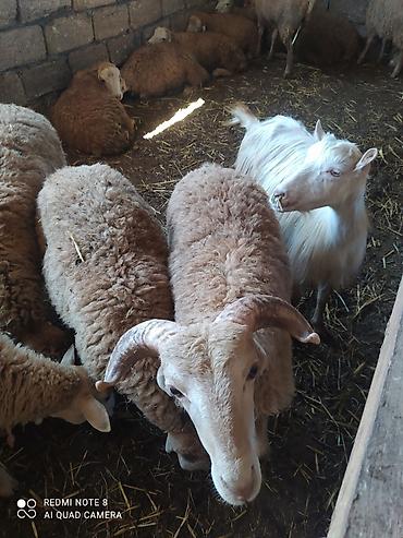 Mal-qara: Her cekide qurbanliq quzular 25 kq başlayır 40 kq qədər 10 manat — 1