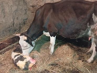 saanen keçisi qiymeti: Dişi, Simental, il: 3, 500 kq, Damazlıq, Ünvandan götürmə — 4
