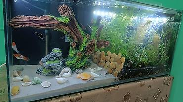 Akvariumlar: Salam istənilən ölçüdə akvarium və terariumlar yığıram nömrədə vhatsap — 2