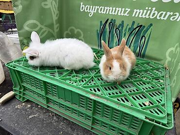 dovşan balaları: Minidovşan balaları – müxtəlif rəng və növlər - Sevimli dekorativ — 5