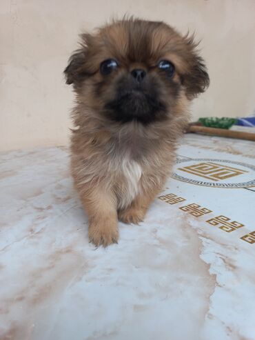 pekines itleri: Pekines, 2 ay, Erkek, Cütləşmə üçün, Ünvandan götürmə