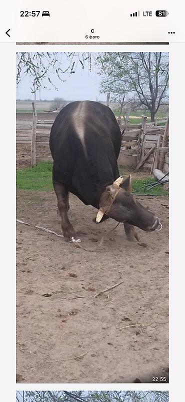 Коровы, быки: Продаю | Бык (самец) | Для разведения — 14