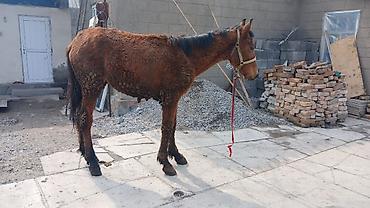 Лошади, кони: Продаю | Кобыла (самка) | Рабочий — 7