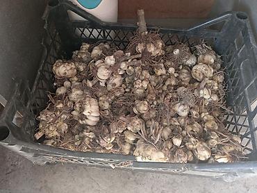 Mövsümi zanbaq (Lilium) soğanları Soğançanın.ədəd qiyməti 4 azn - Növ
