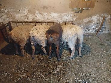 Баран, овца: Продаю | Ягненок | Полукровка | Для разведения | Матка — 13