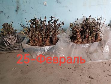 Ежевика: Саженцы ежевики (безшипные крупноплодные сорта) - Посадочный материал — 8