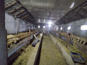 Anbar və emalatxanalar: Ferma/təsərrüfat sahəsi40 baş iri buynuzlu heyvan saxlanılması üçün — 11