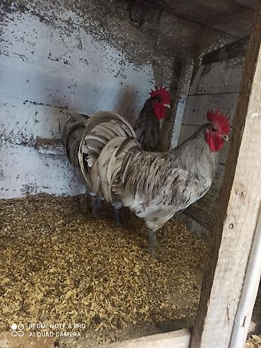 bakida at bazari: Toyuq, Australorp, Damazlıq, Ünvandan götürmə, Ödənişli çatdırılma — 5