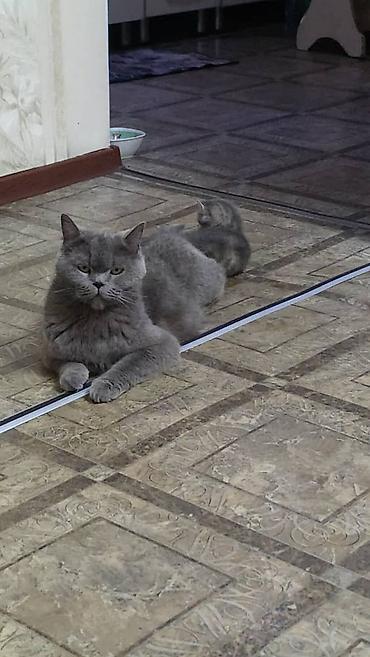 Мышыктар: Продаются котята от Британской кошки короткошёрстные котята серого — 1