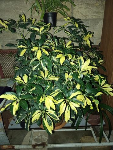 Otaq bitkiləri: Satışda müxtəlif saksı bitkiləri dəsti - Xrizantema (çəhrayı — 7