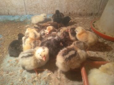 канарейка птица: Продаю пять дней цыплята домашние несушки